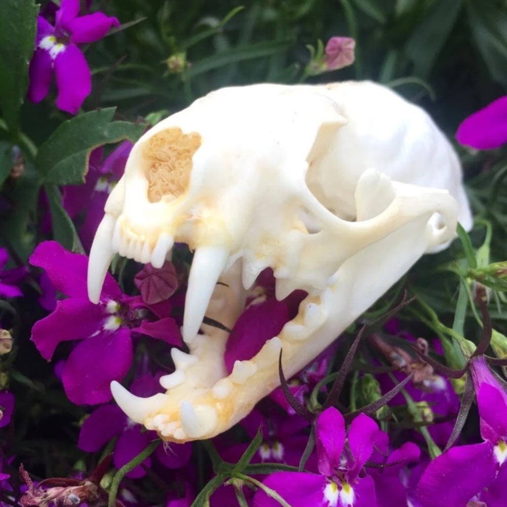 Beautiful Real Mink Skull Taxidermy Decor